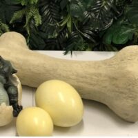 Dinosaur Nest & Bone Prop Hire