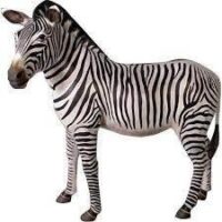 Life-size Zebra Prop