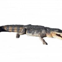 American Alligator Prop Hire