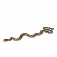Python prop
