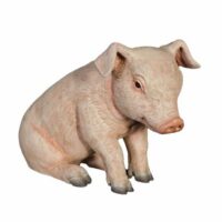 Piglet Sitting