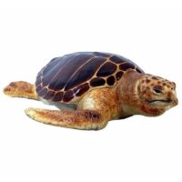 Loggerhead Turtle Prop