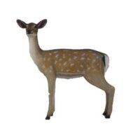 Fallow Deer – Doe