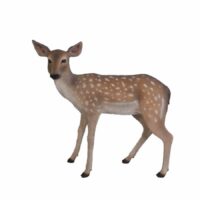 Fallow Deer – Fawn Standing