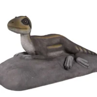 Lying Juvenile Theropod