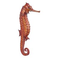 Giant Sea Horse