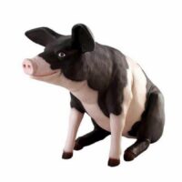 black pig prop