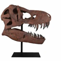 Giant T-Rex Skull Prop