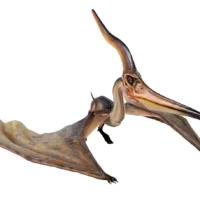Pteranodon Ingens Prop