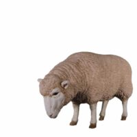 Texelaar Sheep – Head Down