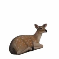 Fallow Deer – Fawn Resting