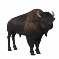 Bison Prop