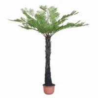 Common Tree Fern 250cm