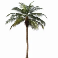 Phoenix Palm 350cm