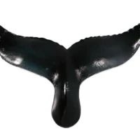 Whale Tail Prop