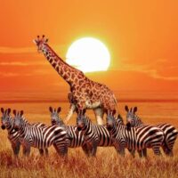 Africa, Safari, Zoo, Jungle Theme