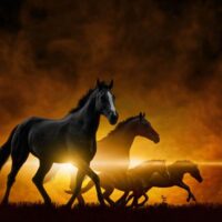 Horse Theme