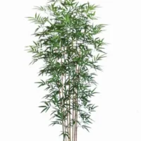 Bamboo Tree