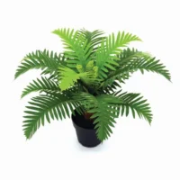 Fern Bonsai