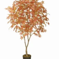 Maple Tree 200cm