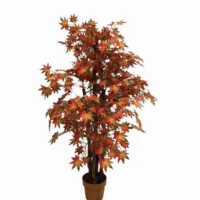 Maple Tree