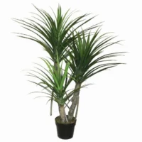 Pandanus Plant