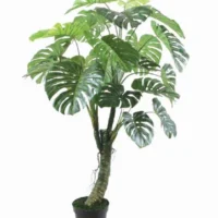 Monstera Plant
