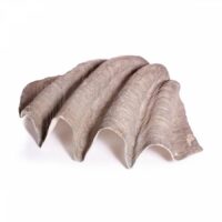 Sea Shell Prop