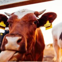 Farmyard Animal Prop Hire