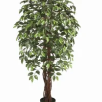 Wood Trunk Ficus Tree